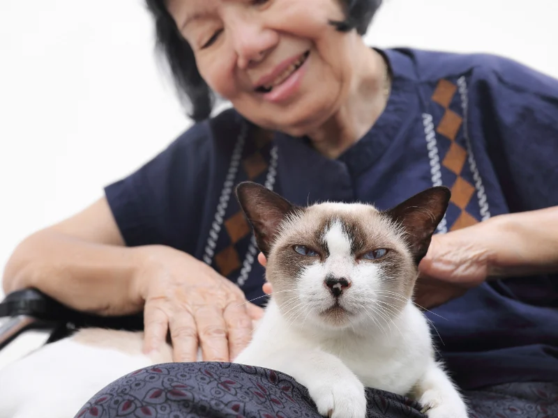 Smiling older woman petting a white and brown cat in her lap